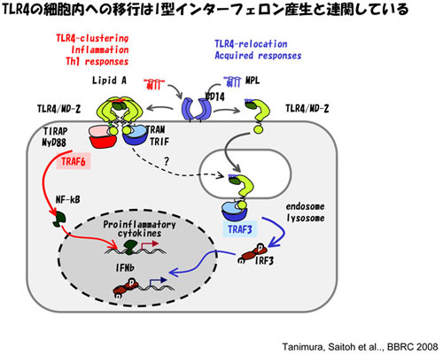 TLR4の細胞内への移行はI型インターフェロン産生と関連している