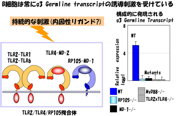 B細胞は常にg3 Germline transcriptの誘導刺激を受けている