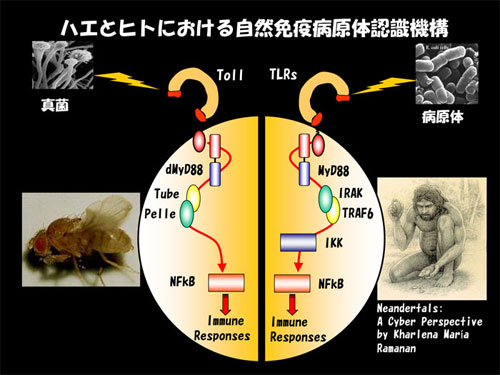 ハエとヒトにおける自然免疫病原体認識機構