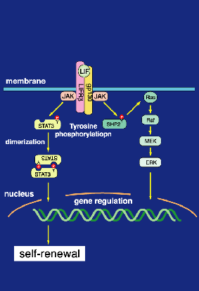 Fig.1