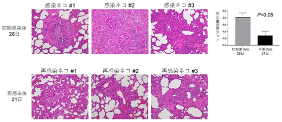  SARS-CoV-2感染から28日後のネコ（左上3パネル）、および感染28日後にウイルスを再接種し、再接種から21日後のネコ（左下3パネル）の肺の病理像