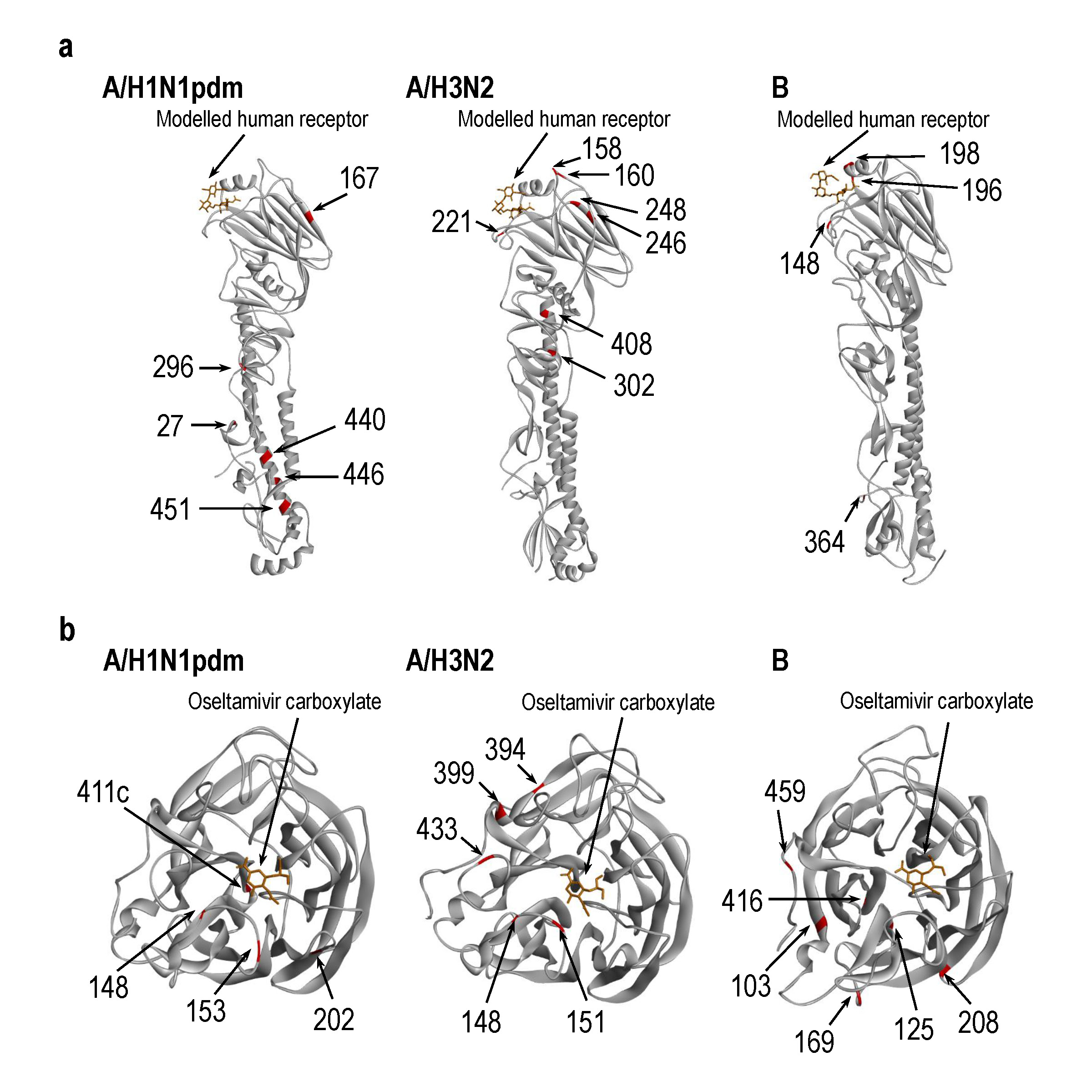 Localization of amino acid changes in HA and NA proteins