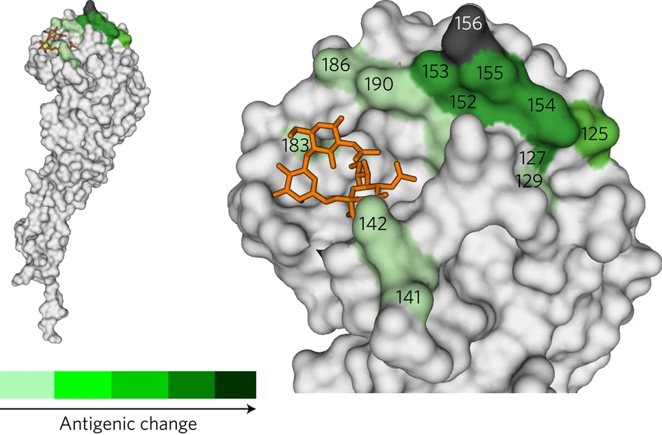 Structural basis of antigenic changes
