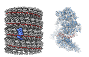 本研究で明らかになった核タンパク質－RNA複合体の構造
