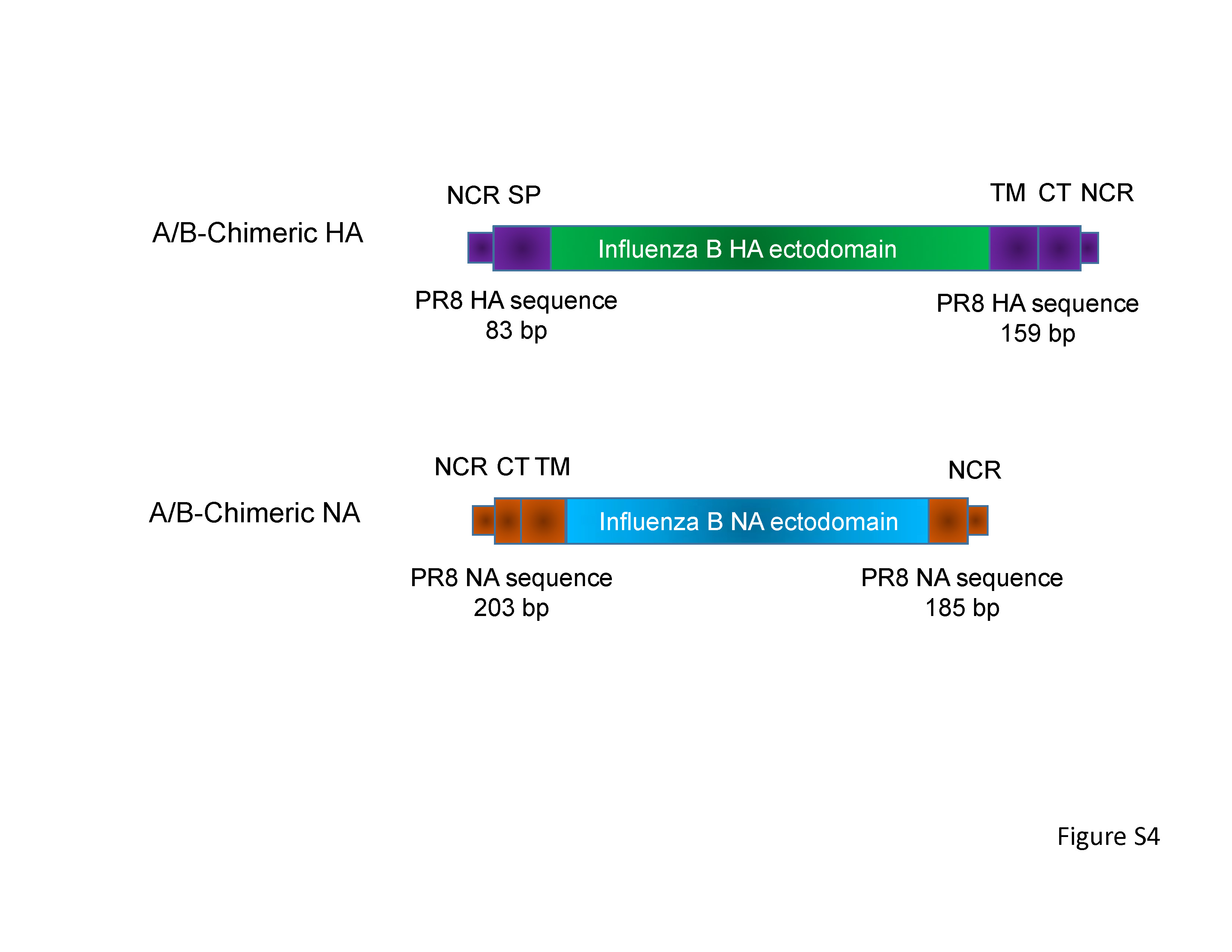 Schematic diagram of chimeric HA and NA genes.