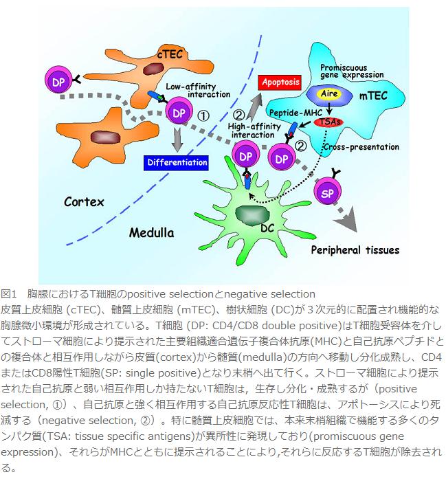 東京大学医科学研究所 分子発癌分野 井上 純一郎教授