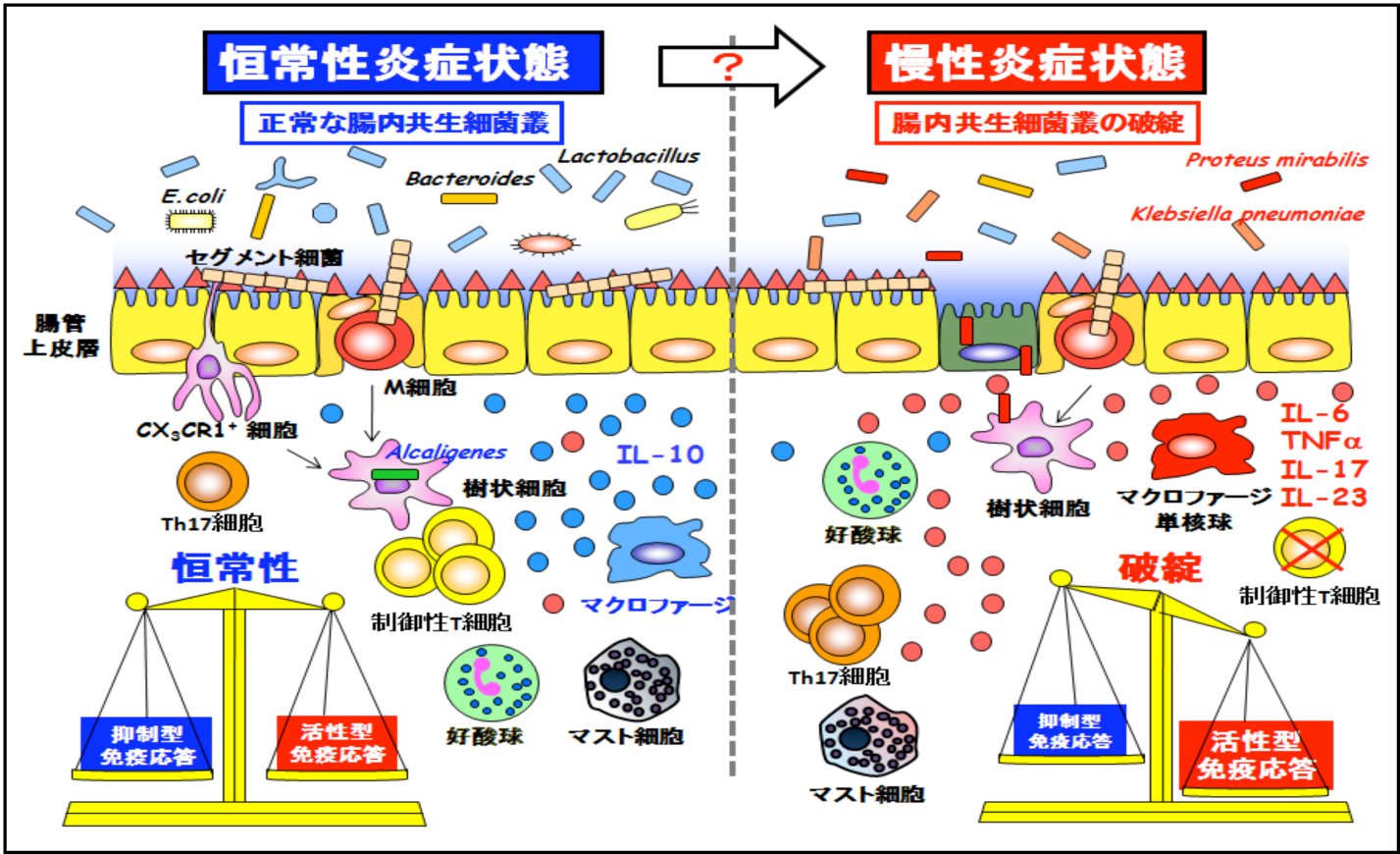  UCは免疫システムを侵害しますか?