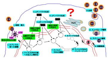 研究内容 東京大学医科学研究所 感染 免疫部門 ウイルス病態制御分野