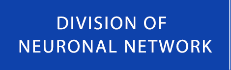 DIVISION OF NEURONAL NETWORK / 神経ネットワーク分野
