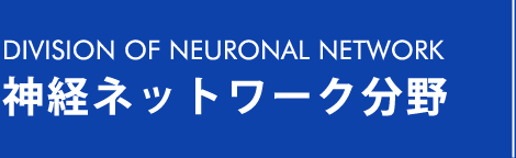 DIVISION OF NEURONAL NETWORK / 神経ネットワーク分野