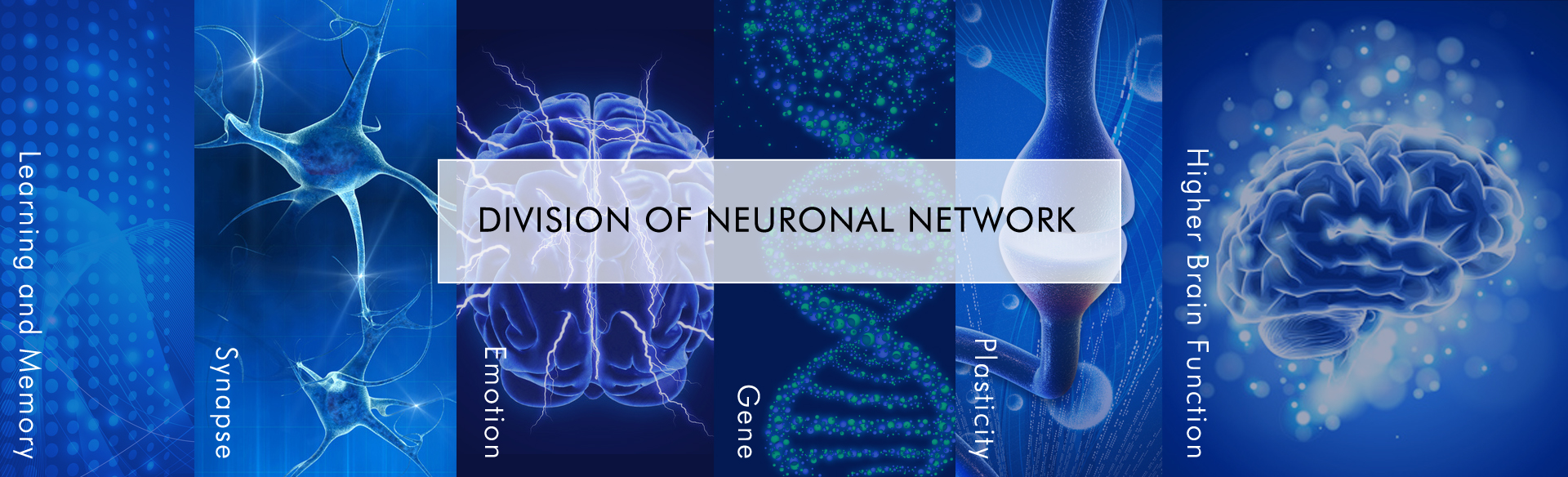 DIVISION OF NEURONAL NETWORK