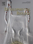 Dev Biol., 215(2):155-66, 1999