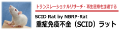 SCID rat by NBRP-rat