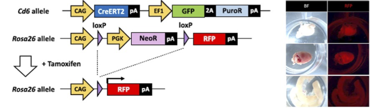 genome_editing