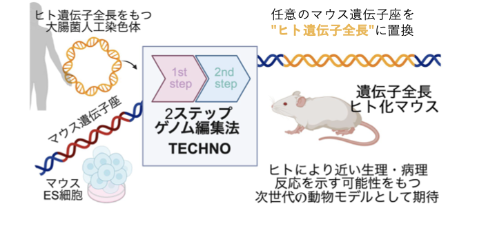 任意のマウス遺伝子座をヒト遺伝子全長に置換するTECHNO法の模式図