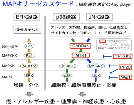 M&Kさま