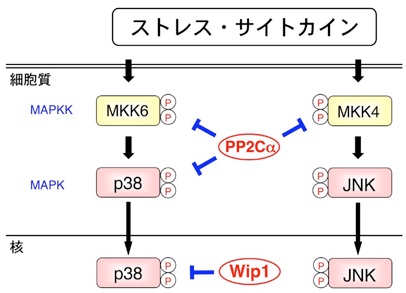 M&Kさま