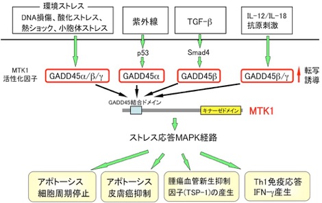 M&Kさま