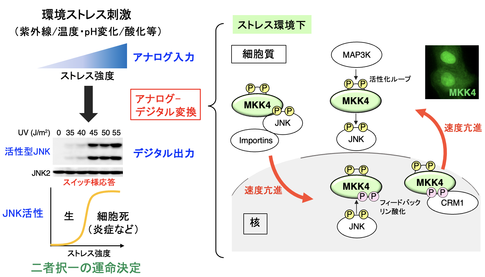 シグナル伝達分子の時空間動態変化による生命機能制御機構の解明