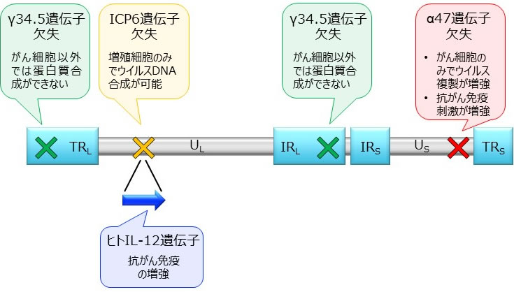 G47ΔのDNA構造と三重変異