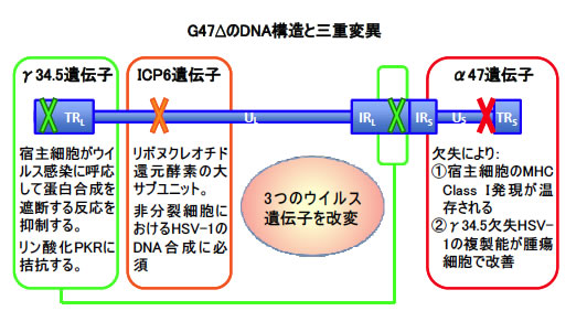 G47ΔのDNA構造と三重変異