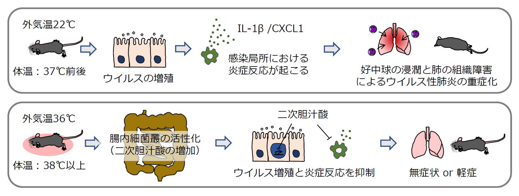 岩波講座 免疫科学〈6〉免疫の遺伝 | 山村 雄一 |本 | 通販 | Amazon