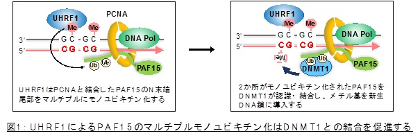 図1：UHRF!によるPAF15のマルチプルモノユビキチン化はDNMT1との結合を促進する