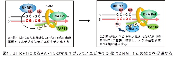 図1:UHRF!によるPAF15のマルチプルモノユビキチン化はDNMT1との結合を促進する
