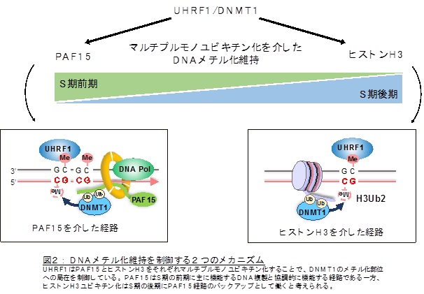 図2：DNAメチル化維持を制御する2つのメカニズム