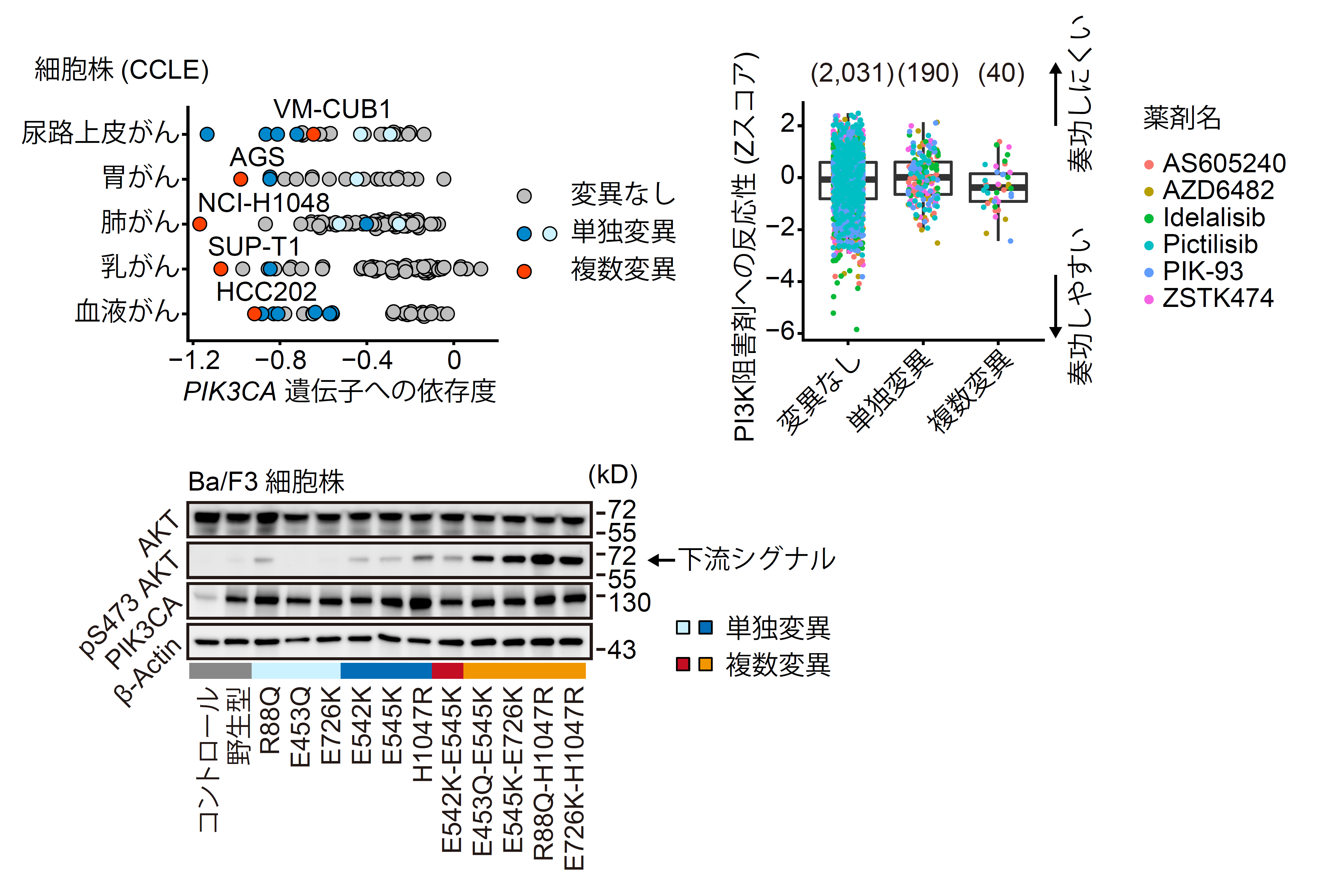 PIK3CA遺伝子複数変異を持つ細胞株の特徴