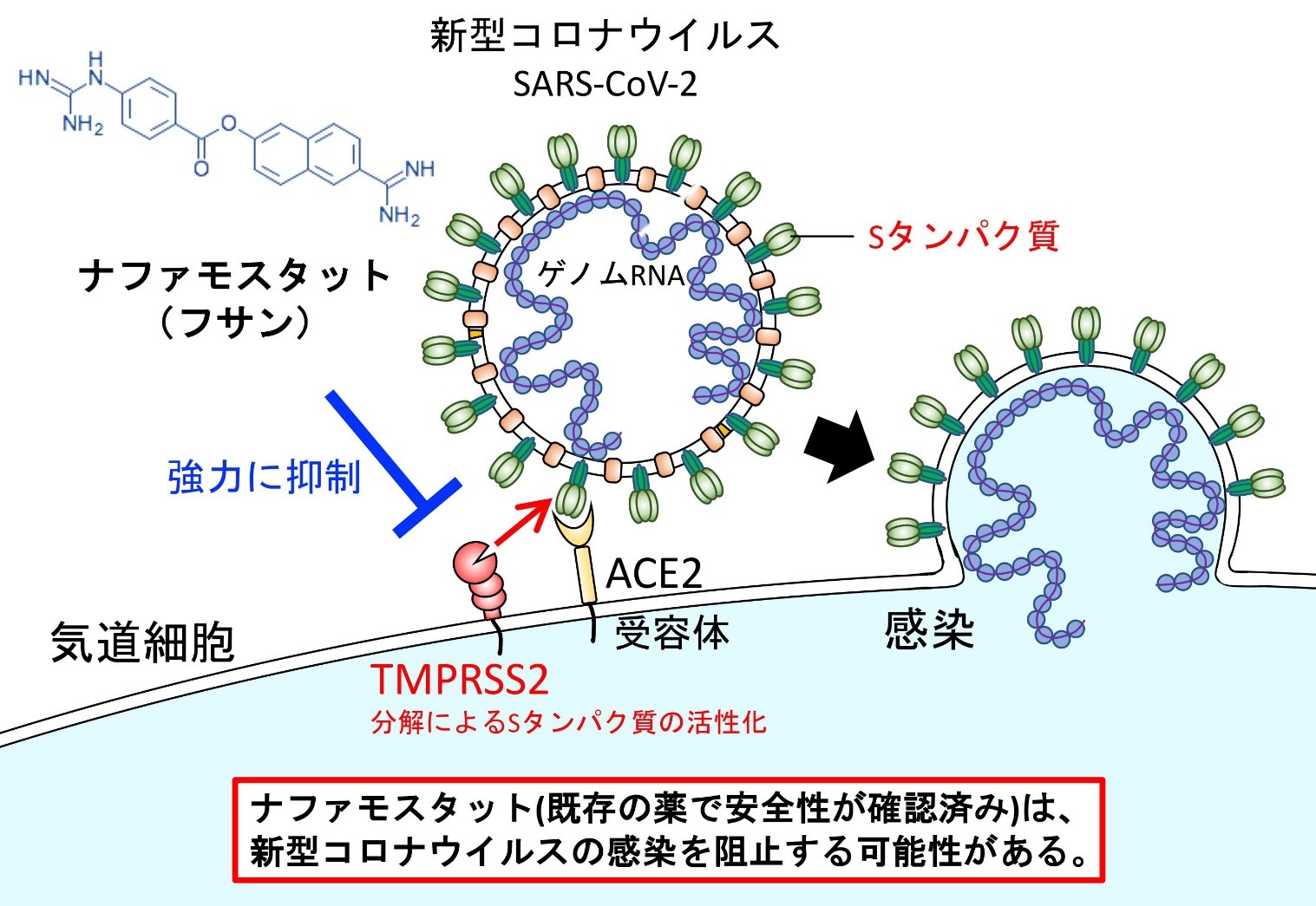 コロナ ウイルス の 治療 薬