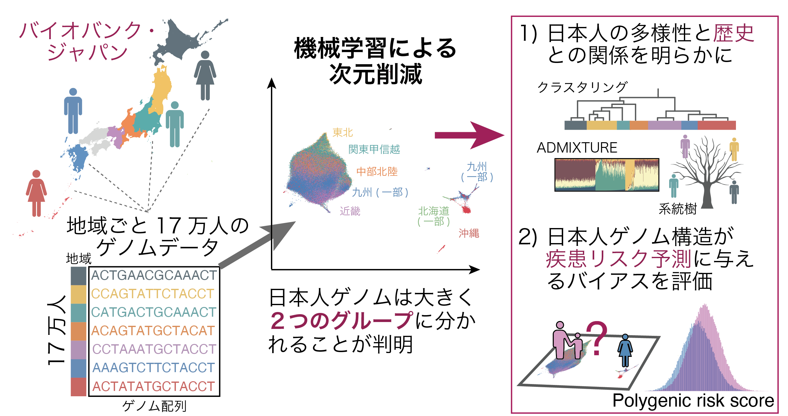 日本人集団17万人のゲノムデータに機械学習・次元削減手法を適用し、詳細なゲノム多様性を明らかに