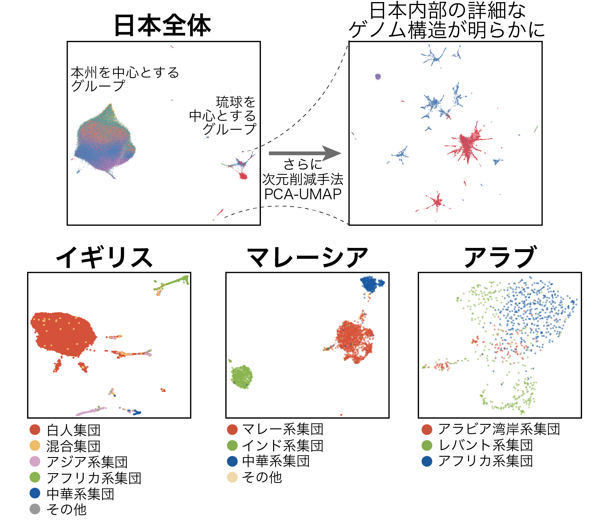 非線形機械学習の手法であるPCA-UMAPをゲノムデータに適用し可視化した結果