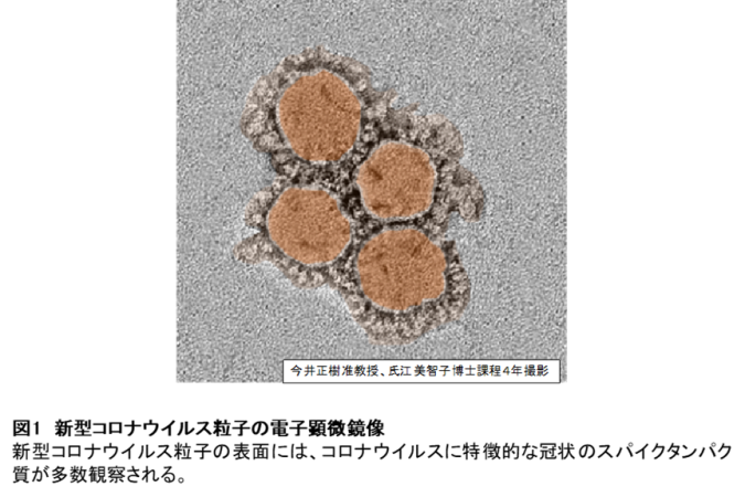 コロナ ウイルス 分離