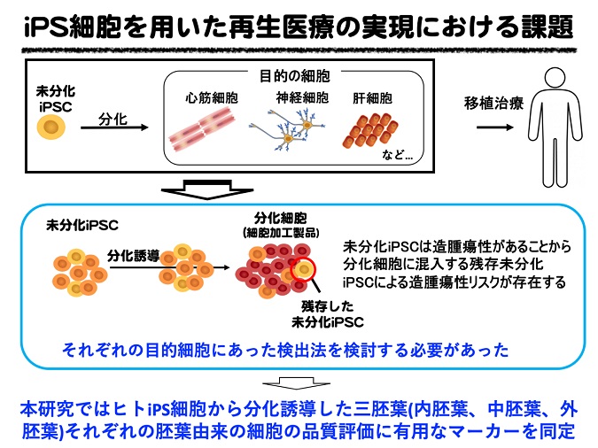 再生医療用細胞に混入する未分化ヒトips細胞の高感度検出法を開発 再生医療の安全性向上に貢献 東京大学医科学研究所