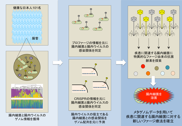 大規模データから新規抗菌物質を同定 : 腸内ウイルスのビッグデータを使った新しい治療法を開発