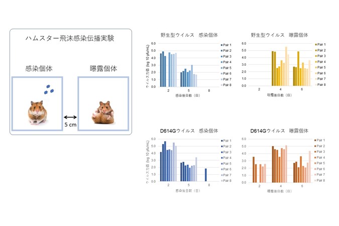 現在流行中のsars Cov 2 D614g変異株は 高い増殖効率と感染伝播力を示す 東京大学医科学研究所