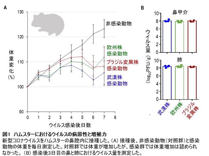 コロナ ウイルス 分離