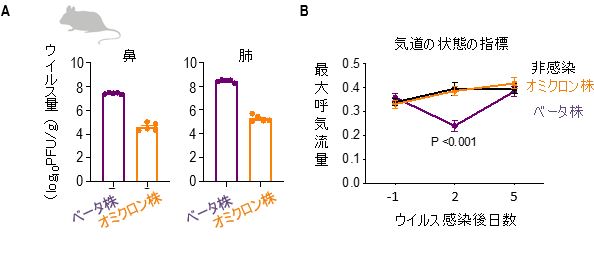 ウイルス量