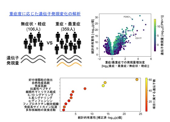 遺伝子活性が高いと回復力が向上する
