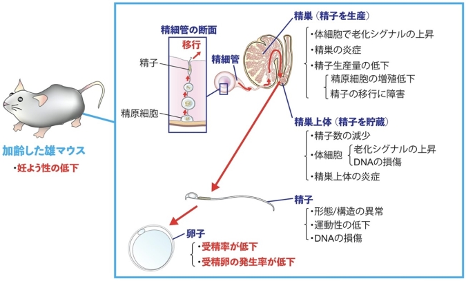 どのくらいの頻度で臨床検査を受けるべきですか?