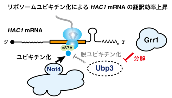 小胞体ストレス応答を促進する分解因子Grr1の同定 ――リボソーム