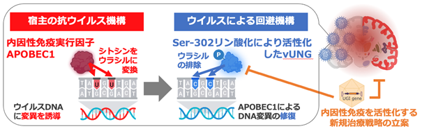 体内に備わるウイルス抵抗力を実証～ウイルスの回避機構とそれを阻止する新たな治療戦略～