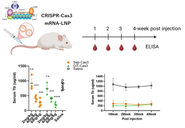 CRISPR-Cas3による新たなin vivoゲノム編集技術を開発～モデルマウスの肝臓でトランスサイレチン遺伝子の特異的欠失に成功～