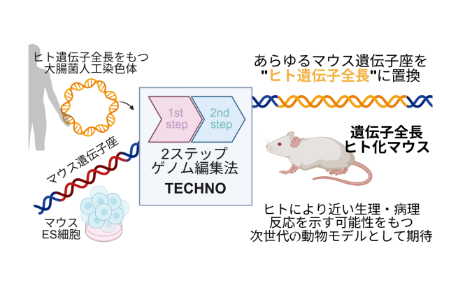 あらゆるマウス遺伝子を”ヒト遺伝子全長”に置き換える～汎用的遺伝子全長ヒト化技術「TECHNO」の開発～
