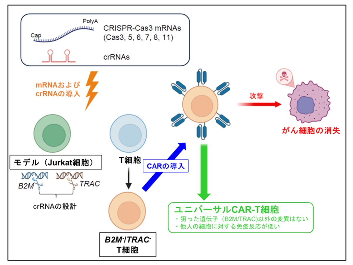 CRISPR-Cas3でヒトT細胞遺伝子破壊に成功 ――次世代CAR-T細胞治療への応用に期待――