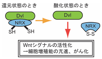 redox_fig_07.gif