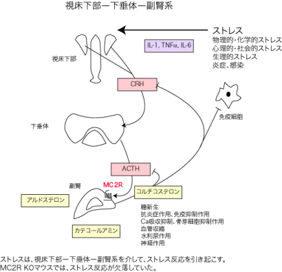 皮質 ホルモン 副腎