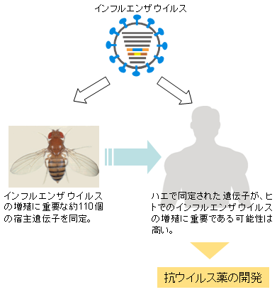 ウィルス 干渉