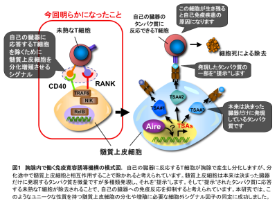 腫瘍壊死因子ファミリーのレセプターであるｒａｎｋとｃｄ４０は胸腺髄質の環境と自己免疫寛容を協調して制御する 東京大学医科学研究所